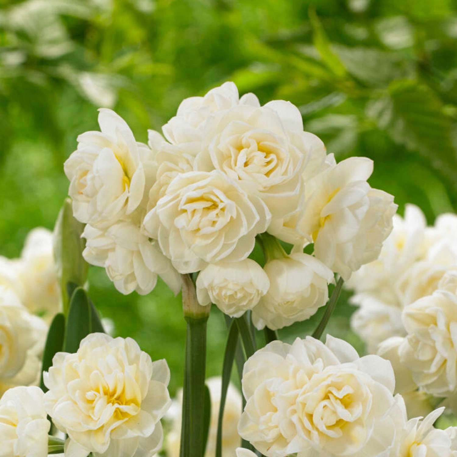 Narcissus 'Erlicheer'